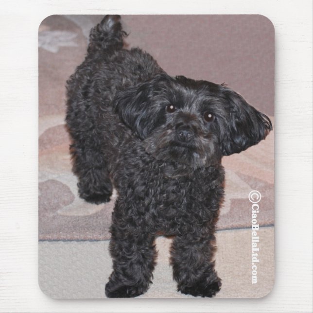 Tapis De Souris Martini le Yorkie-Poo (Devant)