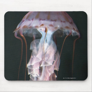 Tapis De Souris Méduses juvéniles, Chrysaora (Pelagia)