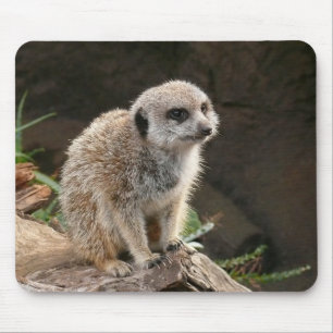 Tapis De Souris Meerkat