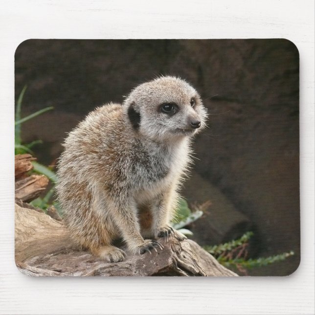 Tapis De Souris Meerkat (Devant)