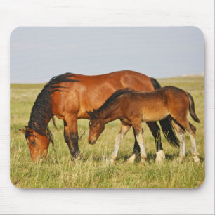Tapis De Souris Mère de cheval sauvage et poulain en pâture