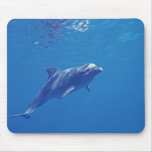 Tapis De Souris Mexique, Cozumel. Dauphin en voie de disparition