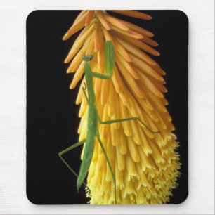 Tapis De Souris Michigan, Rochester Hills. Mante religieuse sur Ro
