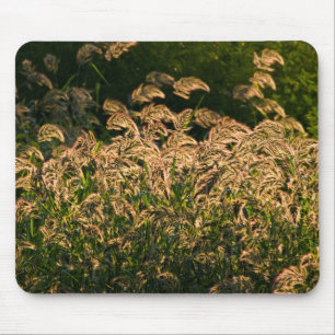 Tapis De Souris Millet sauvage (Panicum Sp.) poussant dans une zon