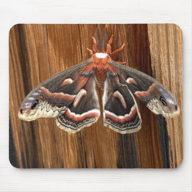 Tapis De Souris Mite de cecropia de Hyalophora (Devant)