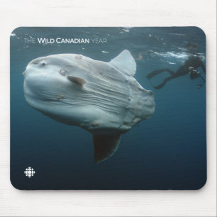Tapis De Souris Mola Mola