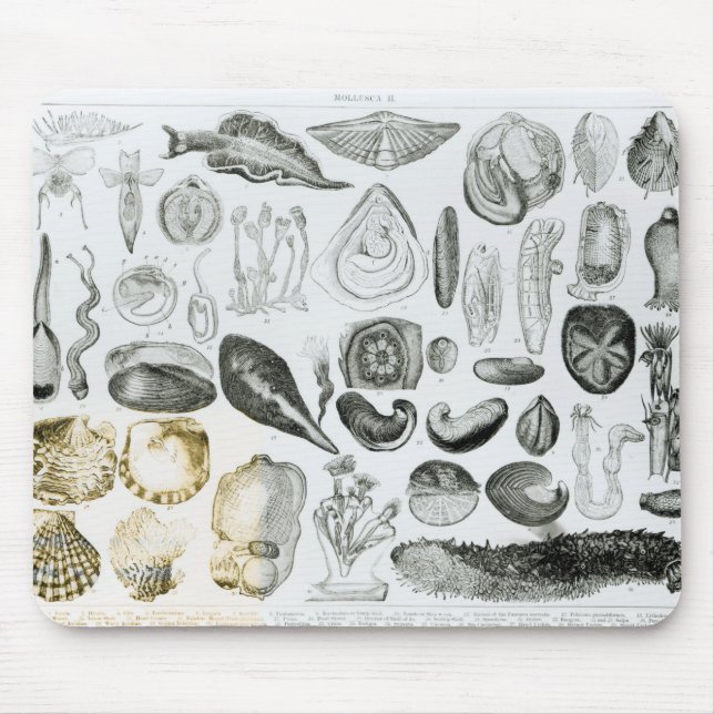 Tapis De Souris Mollusques (Devant)