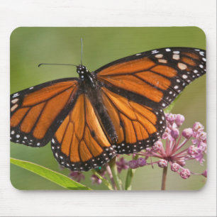 Tapis De Souris Monarque papillon mâle sur le marécage Milkweed