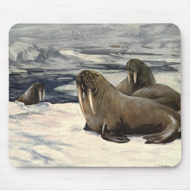 Tapis De Souris Morses dans la neige arctique, animal marin vintag (Devant)