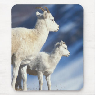 Tapis De Souris mouflons, Ovis dalli, brebis et agneau