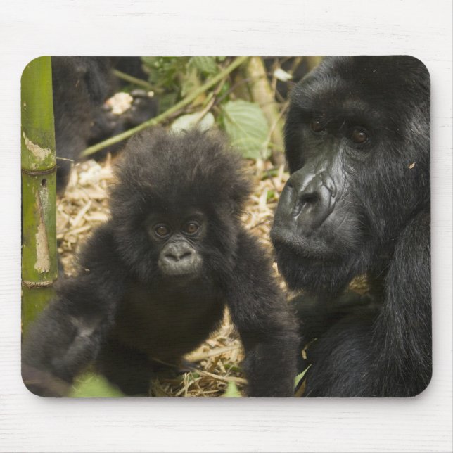 Tapis De Souris Mountain Gorilla, adult with young (Devant)
