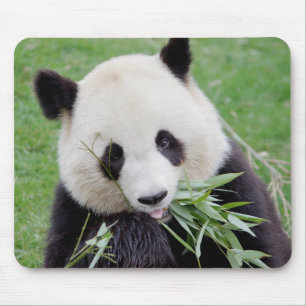Tapis De Souris Mouse Pad Photo giant panda , animals 0261.