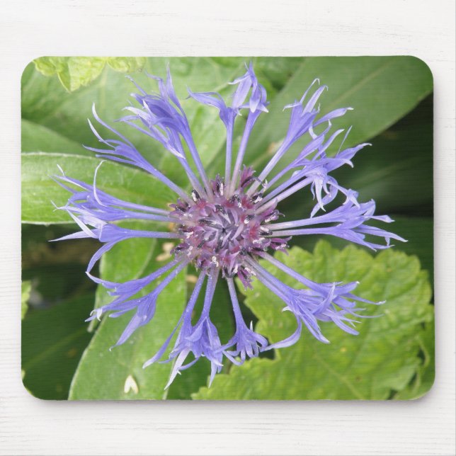 Tapis De Souris Mousepad de Cornflower Bleue (Devant)