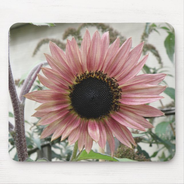 Tapis De Souris Mousepad de tournesol rose pâle (Devant)