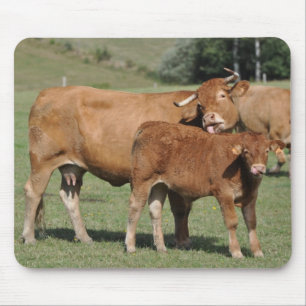 Tapis De Souris mousepad de vache et de veau du Limousin
