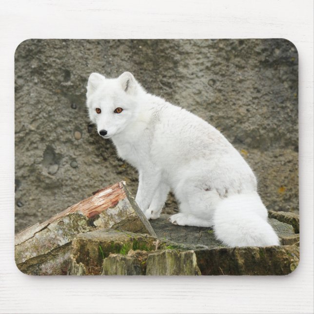 Tapis De Souris Mousepée blanche de renard arctique (Devant)