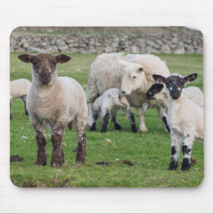 Tapis De Souris Mouton des Shetland