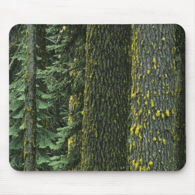Tapis De Souris Mt. Ashland, forêt nationale de Rogue River, (Devant)