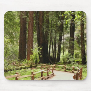Tapis De Souris Muir Woods Chemin I Nature Photographie