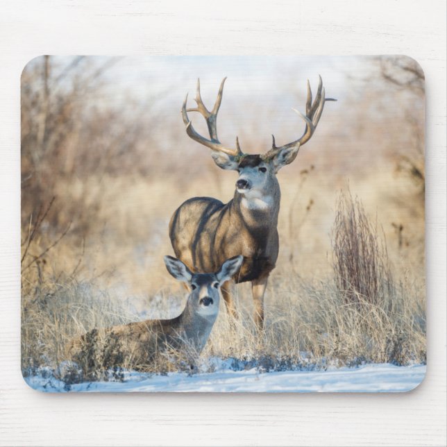 Tapis De Souris Mule Deer Buck et Doe (Devant)