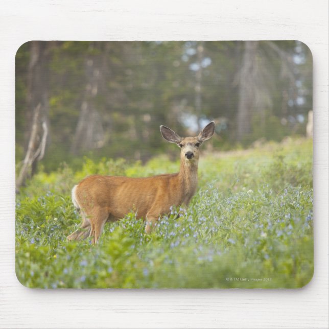 Tapis De Souris Mule Deer (Odocoileus hemionus) dans la prairie (Devant)