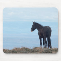 Mustang sauvage
