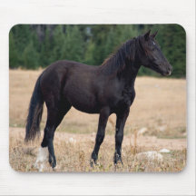 Mustang sauvage