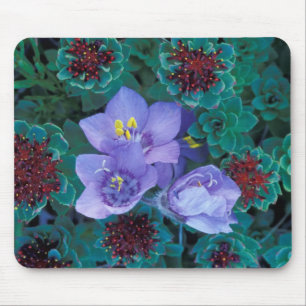 Tapis De Souris NA, États-Unis, Alaska, Îles Aléoutiennes, Fleurs 