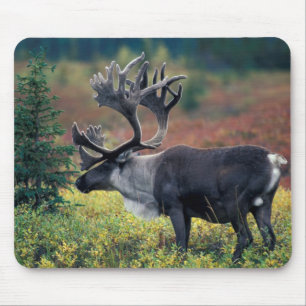 Tapis De Souris NA, États-Unis, Alaska, Parc national Denali, Cari