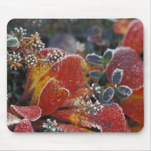 Tapis De Souris NA, États-Unis, Alaska, Parc national Denali givré