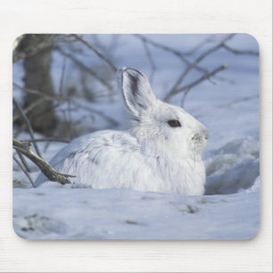 Tapis De Souris NA, États-Unis, Alaska. Réserve faunique nationale