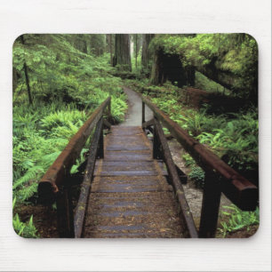 Tapis De Souris NA, États-Unis, Californie, Jedidiah Smith Redwood