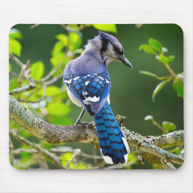 Tapis De Souris Nature Photographie Shy Blue Jay Vêtements Cadeaux (Devant)