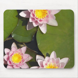 Tapis De Souris Nénuphars
