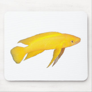 Tapis De Souris Neolamprologus leleupi