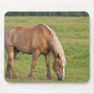 Tapis De Souris Nouveau-Brunswick, Canada. Cheval dans un champ.