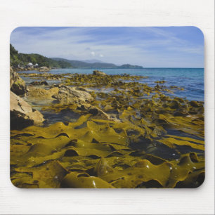 Tapis De Souris Nouvelle-Zélande, Southland, île Stewart. Kelp