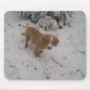 Tapis De Souris Nova_Scotia_Duck-Tolling_Retriever pup dans la nei