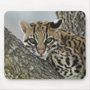 Tapis De Souris Ocelot, Felis pardalis, captif, femelle au repos 2