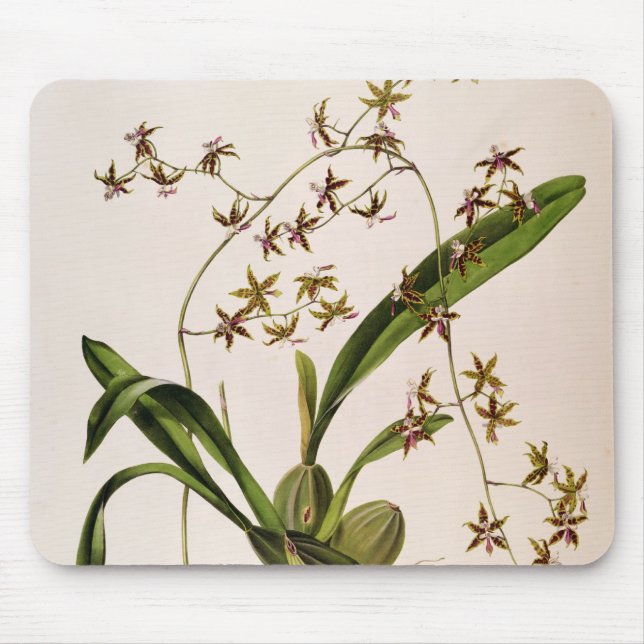 Tapis De Souris Odontoglossum Hastatum (Devant)