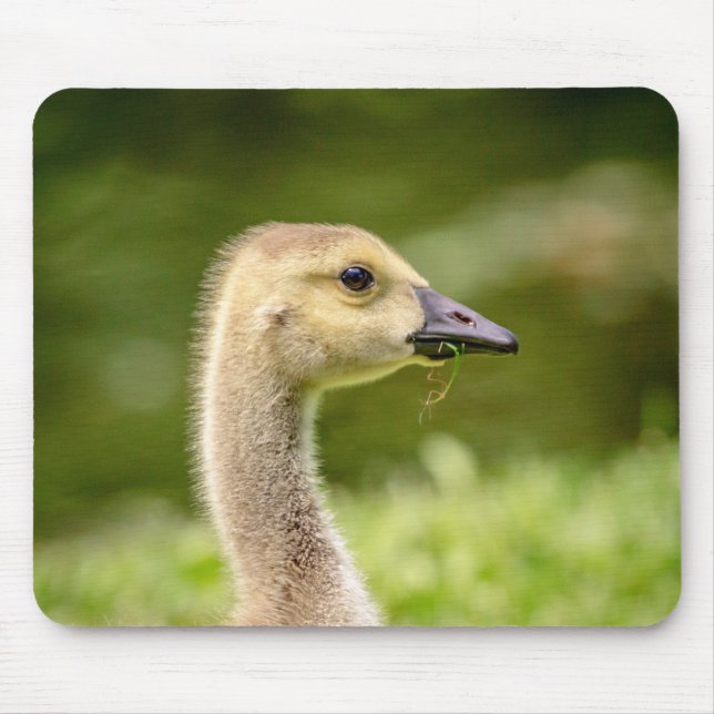 Tapis De Souris Oie canadienne (Gosling) (Devant)