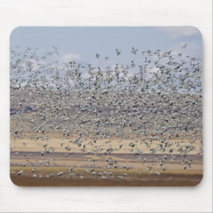 Tapis De Souris Oies des neiges en migration printanière