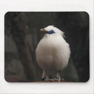 Tapis De Souris oiseau, animal, nature