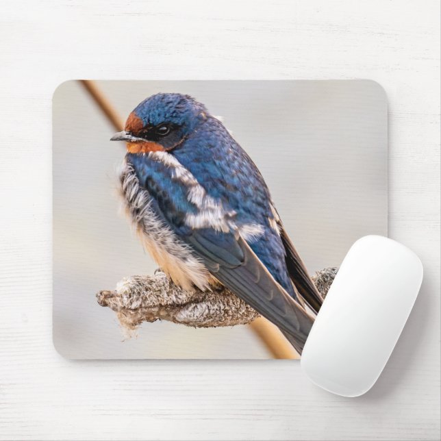 Tapis De Souris Oiseau bleu, Hirondelle de grange, Photographie ca (Avec souris)