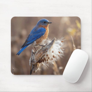 Tapis De Souris Oiseau bleu sur une cosse de asclépiade