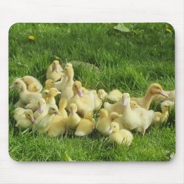 Tapis De Souris oiseau, canard, canard, jaune, nature, mignonette, (Devant)