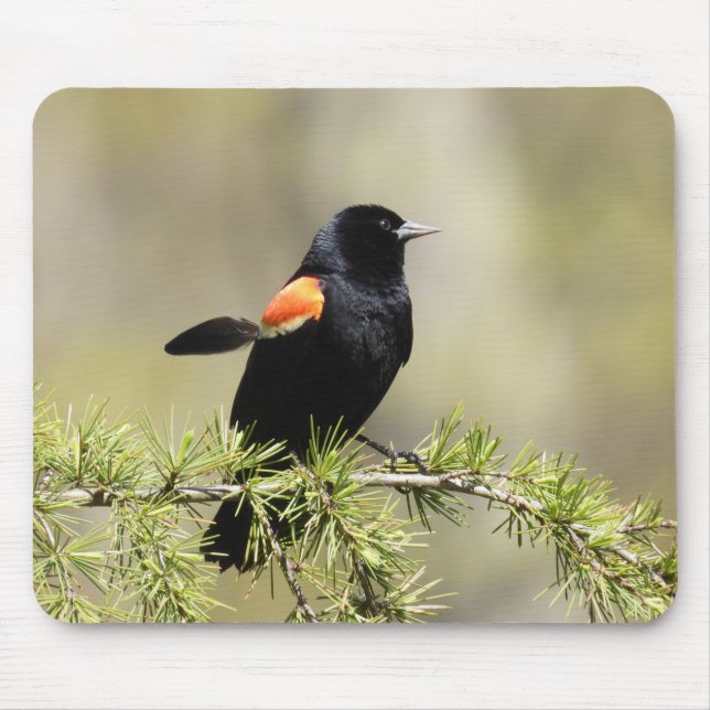 Tapis De Souris Oiseau-noir à ailes rouges -plume hors de place (Devant)
