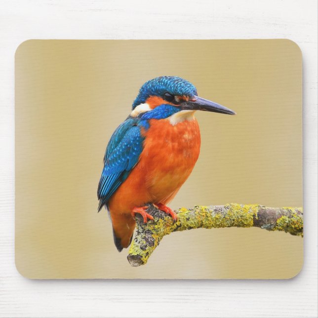 Tapis De Souris Oiseau orange bleu de martin-pêcheur (Devant)