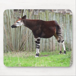 Tapis De Souris Okapi debout à la clôture