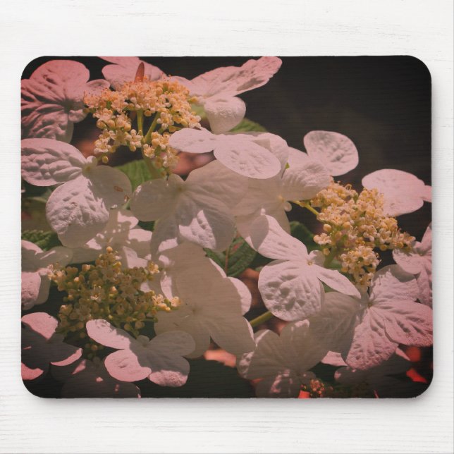 Tapis De Souris Ombres Et Lumineuses Lacecap Hydrangea Flower (Devant)